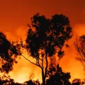 Un incendie majeur menace le massif de Fontainebleau
