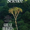 Les arbres géants résistent mieux à la sécheresse que prévu
