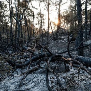 FRANCE-FIRE-FONTAINEBLEAU L’impact désastreux de l’incendie dans la forêt de Fontainebleau : un patrimoine naturel en péril