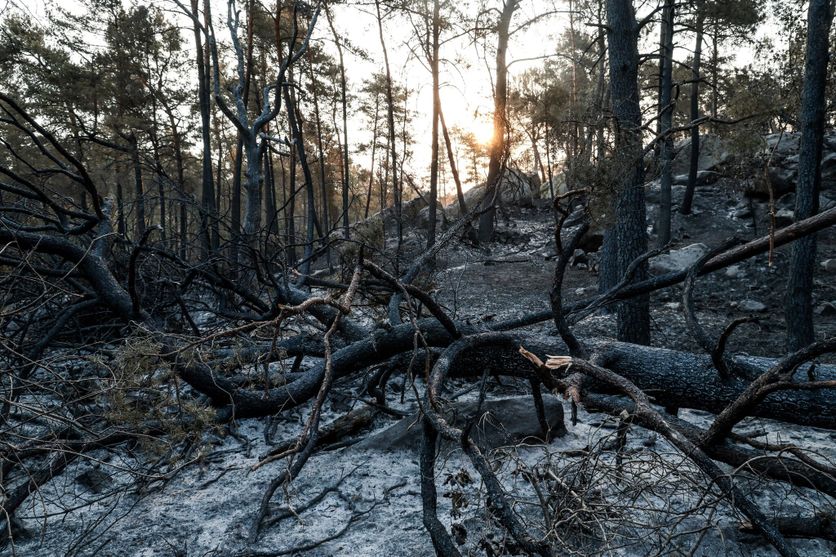 FRANCE-FIRE-FONTAINEBLEAU L’impact désastreux de l’incendie dans la forêt de Fontainebleau : un patrimoine naturel en péril