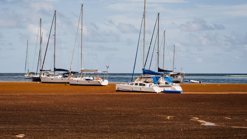 c629bf5d-f2a4-4dc3-9318-5975b735a343 Crise de l’eau en Guadeloupe en 2026: un double défi