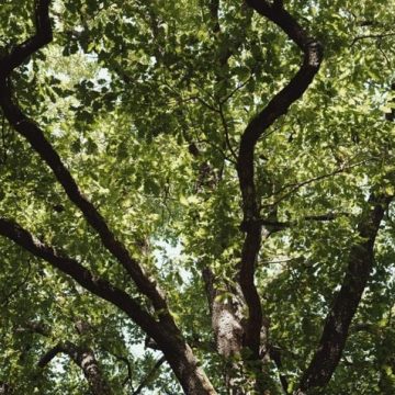 ca908d6a-7bfe-4cbb-afa0-adb43fe30c0e Forêts et Canicules: Résilience et Risques