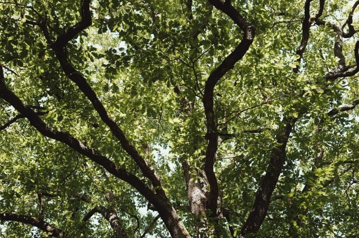 ca908d6a-7bfe-4cbb-afa0-adb43fe30c0e Forêts et Canicules: Résilience et Risques