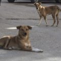 Controverse autour de l’abattage des chiens errants en Martinique