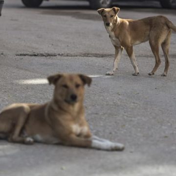 Controverse autour de l&rsquo;abattage des chiens errants en Martinique