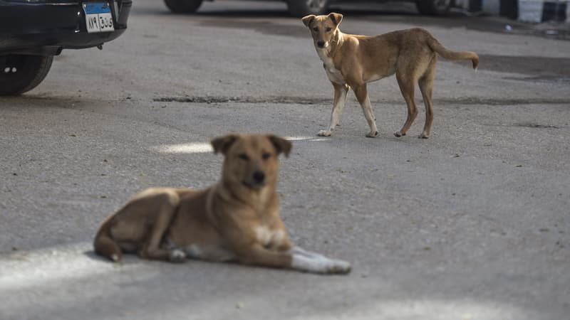 cc1dd386-b88b-456f-9408-8dc536625436 Controverse autour de l’abattage des chiens errants en Martinique
