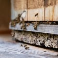 La situation critique des abeilles en France face à la chaleur et la sécheresse
