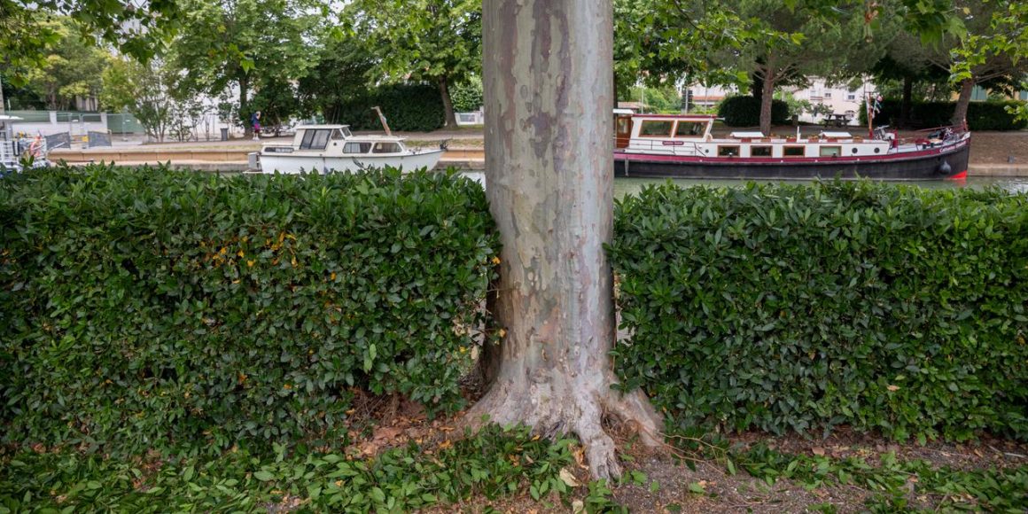 L’épidémie qui décime les platanes du canal du Midi