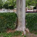 L’épidémie qui décime les platanes du canal du Midi