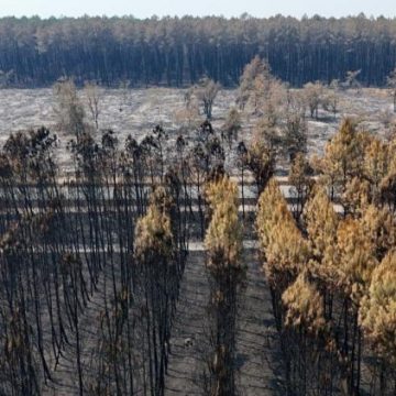 Situation des incendies et mesures d&rsquo;urgence en Gironde et dans le Sud-Ouest de la France