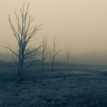 Dead trees in a meadow on a foggy misty morning. Farm. Rainer Maria Rilke : Une Exploration de sa Poésie et de sa Spiritualité