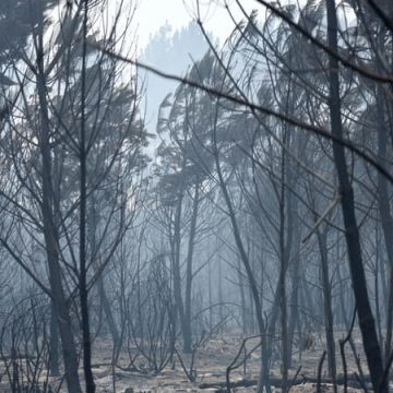 e9be5de3-a639-4d05-bee8-da2a03fc32b6 L’incendie de Biscarrosse maîtrisé : la reprise de la circulation annoncée