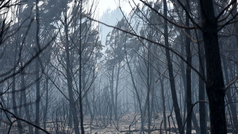 e9be5de3-a639-4d05-bee8-da2a03fc32b6 L’incendie de Biscarrosse maîtrisé : la reprise de la circulation annoncée