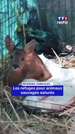 eef75076-3d4c-484e-a505-c0099c434587 Les refuges pour animaux sauvages dépassés par les incendies et la chaleur