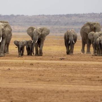 f0b00d26-e36f-4899-8991-49c6d6ec2e19 Mort suspecte de 15 éléphants au Kenya : cyanure impliqué