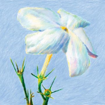 f34eb0ce-501b-4e64-8d9b-82e788b4fe88 Le jasmin de Grasse: une fleur précieuse et emblématique