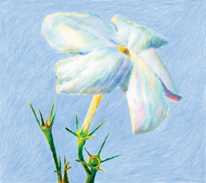 f34eb0ce-501b-4e64-8d9b-82e788b4fe88 Le jasmin de Grasse: une fleur précieuse et emblématique