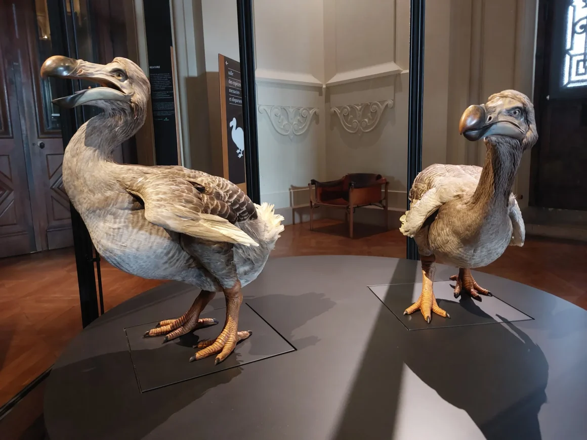 f4afb3c7-e47a-4c49-923c-43d50ab02b61 Les coulisses du Muséum : Le dodo, un trésor disparu