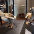 Les coulisses du Muséum : Le dodo, un trésor disparu
