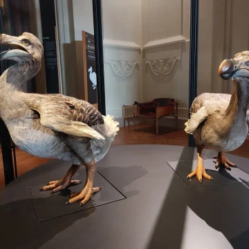 Les coulisses du Muséum : Le dodo, un trésor disparu