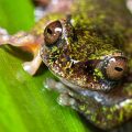 Une nouvelle espèce de grenouille découverte au Costa Rica