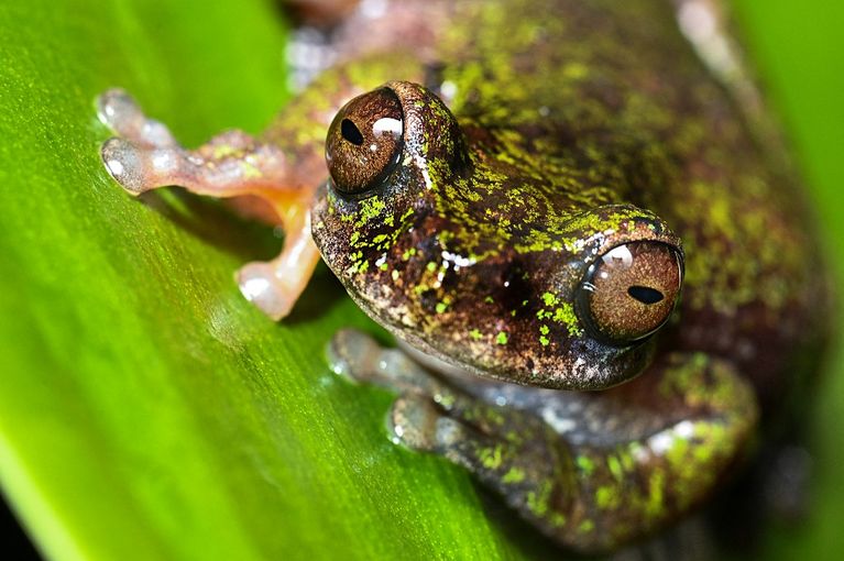 COSTA RICA-FROG-DISCOVERY Une nouvelle espèce de grenouille découverte au Costa Rica