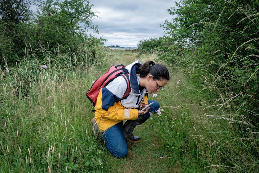 FRANCE - BRITTANY - MORBIHAN - BOEDE - COASTAL OBSERVER La Participation Citoyenne dans la Recherche Scientifique
