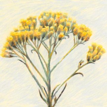 Un parfum méditerranéen: L&rsquo;immortelle