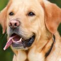 L&rsquo;interdiction de laisser des animaux dans des voitures en cas de chaleur