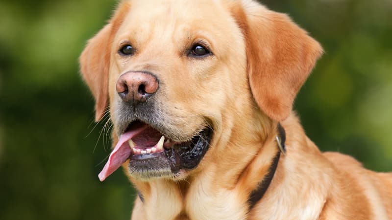 14036228-94a1-412d-b8f8-406d134a54ae L’interdiction de laisser des animaux dans des voitures en cas de chaleur