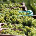 Les vendanges précocement influencées par la chaleur