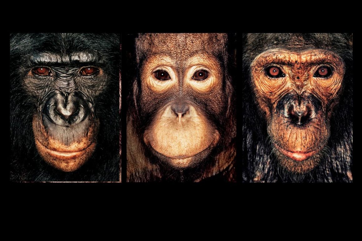 Deux siècles de photographie animalière explorés à Arles