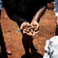 L&rsquo;implication des jeunes dans l&rsquo;agriculture kényane