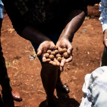 1a960883-7b5c-4201-ab98-ff76df41ccef L’implication des jeunes dans l’agriculture kényane