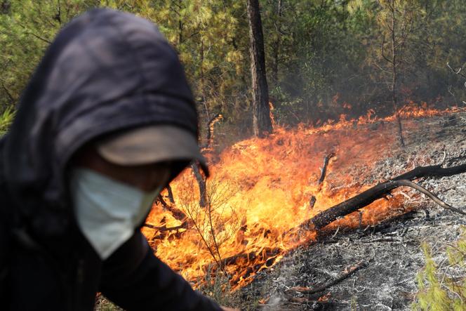 1dee23a9-2fad-46c4-a7b8-c14b12d757f6 Incendies meurtriers dans le nord-est de l’Algérie