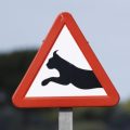 Un panneau de signalisation innovant pour protéger les lynx dans le Jura