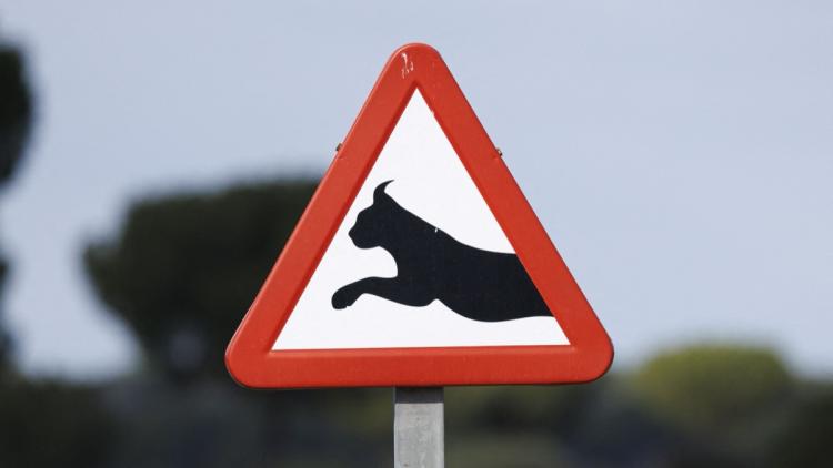 1f4afb17-e076-4437-9085-6fe85b9e59db Un panneau de signalisation innovant pour protéger les lynx dans le Jura