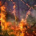 Risque élevé d&rsquo;incendies dans le sud de la France