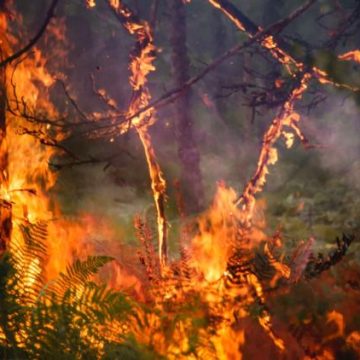 2027576b-61e1-4ed3-9c06-605652aade34 Risque élevé d’incendies dans le sud de la France