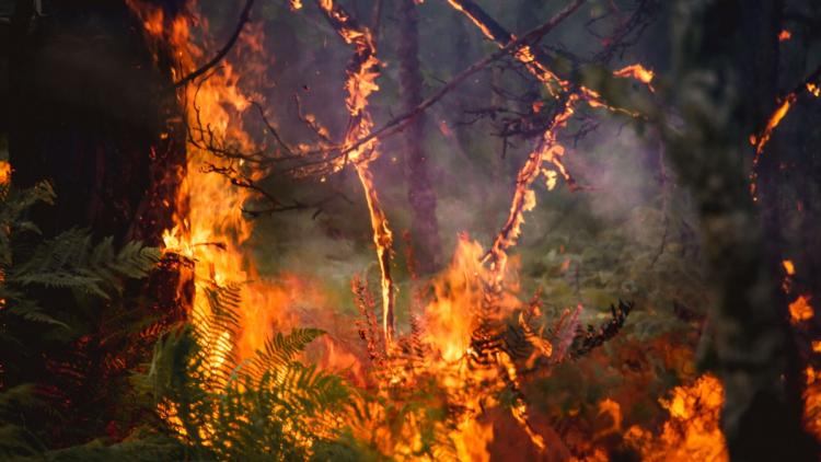 2027576b-61e1-4ed3-9c06-605652aade34 Risque élevé d’incendies dans le sud de la France