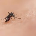Propagation du moustique tigre et les cas de chikungunya en France
