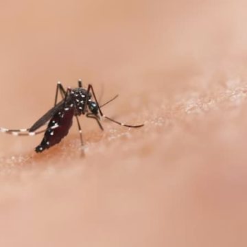 Propagation du moustique tigre et les cas de chikungunya en France