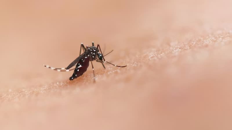 273bd9b5-b23f-43b7-9732-7628cf9d05f1 Propagation du moustique tigre et les cas de chikungunya en France