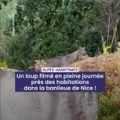 Un loup aperçu près des habitations de Nice