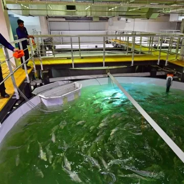L&rsquo;élevage de saumons en Gironde suscite des débats