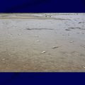 Une catastrophe écologique: la mort de milliers de poissons dans le lac de la Gioule