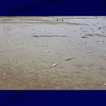 3005910f-8469-4e93-adc5-b72497555ba5 Une catastrophe écologique: la mort de milliers de poissons dans le lac de la Gioule