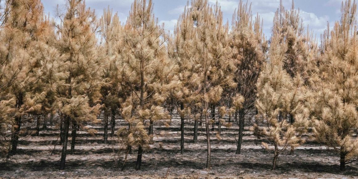 Les Conséquences et Répercussions du Mégafeu en Gironde