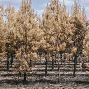 31946c46-d2e1-459a-90a7-a950be6fd11b Les Conséquences et Répercussions du Mégafeu en Gironde