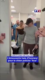 39484078-1385-430e-a025-38f6fd8f607c Un hommage émouvant pour Ace, le chien policier amputé après une fusillade